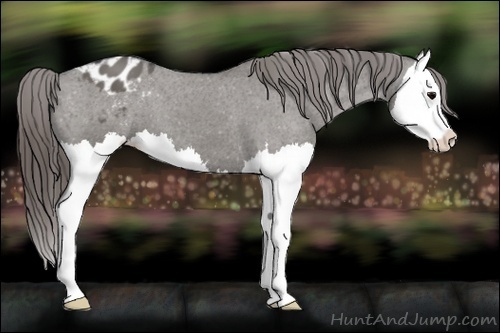 Horse Color:Grullo Splash Appaloosa 