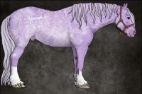 Horse Color:Watercolor Silver Black Ice Appaloosa Rabicano 