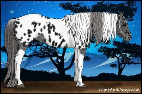 Horse Color:Black Ice Tobiano Appaloosa 