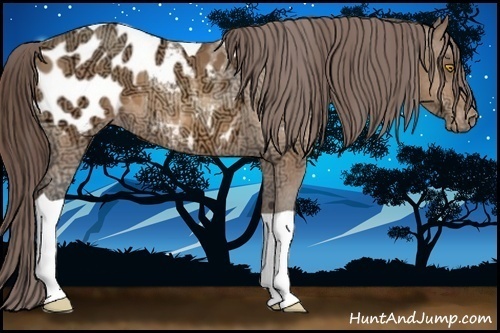 Horse Color:Amber Champagne Ice Tobiano Appaloosa 