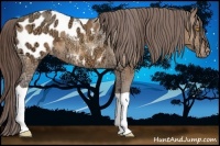 Horse Color:Amber Champagne Ice Tobiano Appaloosa 