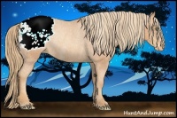 Horse Color:Gold Champagne Snowcap Rabicano 