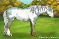 Horse Color:Silver Classic Champagne Dun Frame 
