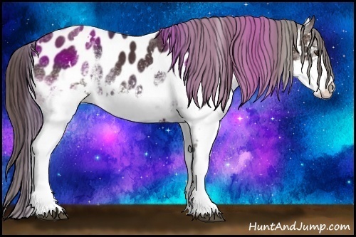 Horse Color:White Spotted Liver Chestnut Appaloosa 