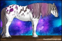 Horse Color:White Spotted Liver Chestnut Appaloosa 
