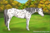Horse Color:Sable Champagne Near Leopard and Brown Splash Near Leopard