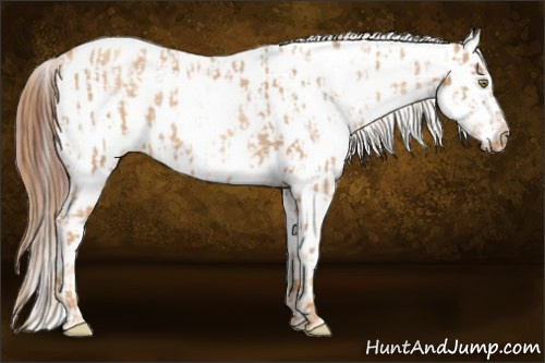 Horse Color:Gold Champagne Roan Appaloosa  and Gray Gold Champagne Roan Appaloosa 