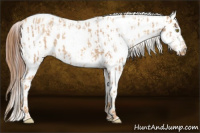 Horse Color:Gold Champagne Roan Appaloosa  and Gray Gold Champagne Roan Appaloosa 