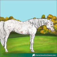Horse Color:White Spotted Silver Brown Appaloosa
