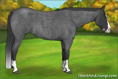 Horse Color:Blue Roan Splash