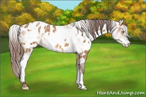 Horse Color:Amber Champagne Appaloosa and White Spotted Amber Champagne Appaloosa