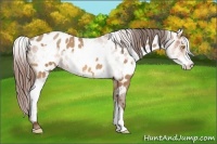 Horse Color:Amber Champagne Appaloosa  and White Spotted Amber Champagne Appaloosa 