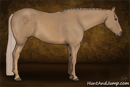 Horse Color:Palomino 