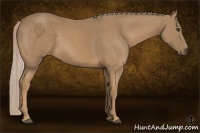 Horse Color:Palomino