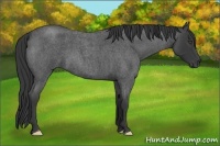 Horse Color:Blue Roan Frame 