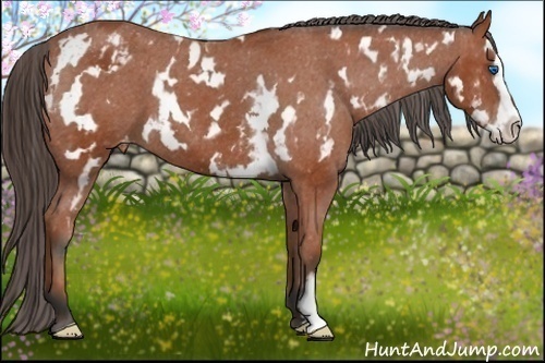 Horse Color:White Spotted Bay Splash Frame Varnish