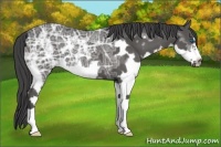 Horse Color:Black Ice Splash Frame 