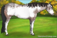 Horse Color:White Spotted Bay Ice Frame 