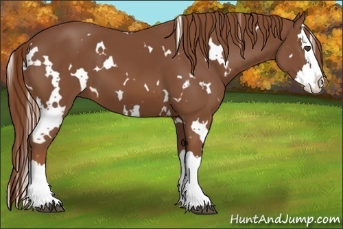 Horse Color:White Spotted Chestnut Splash 