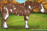 Horse Color:White Spotted Chestnut Splash