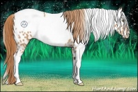 Horse Color:Gold Champagne Appaloosa  and Gold Champagne Appaloosa 