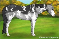 Horse Color:White Spotted Black Sabino