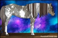 Horse Color:White Spotted Liver Chestnut Ice Appaloosa 