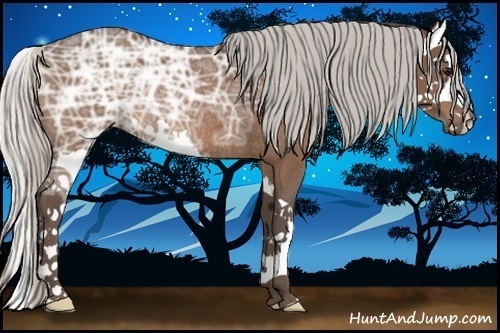 Horse Color:Silver Brown Ice Sabino Splash Rabicano 