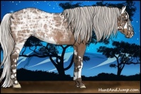 Horse Color:Silver Brown Ice Sabino Splash Rabicano