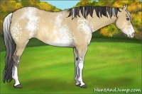 Horse Color:White Spotted Buckskin Dun 