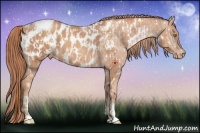 Horse Color:Gold Champagne Appaloosa  and Gold Champagne Appaloosa 