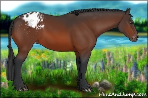 Horse Color:Bay Appaloosa