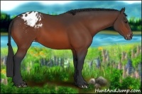 Horse Color:Bay Appaloosa 