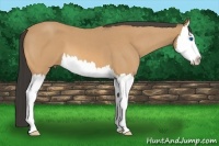 Horse Color:Buckskin Roan Splash