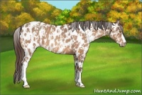 Horse Color:Amber Champagne Appaloosa and Amber Champagne Appaloosa