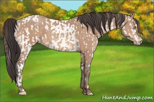 Horse Color:Amber Champagne Near Leopard and Amber Champagne