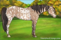 Horse Color:Amber Champagne Near Leopard and Amber Champagne