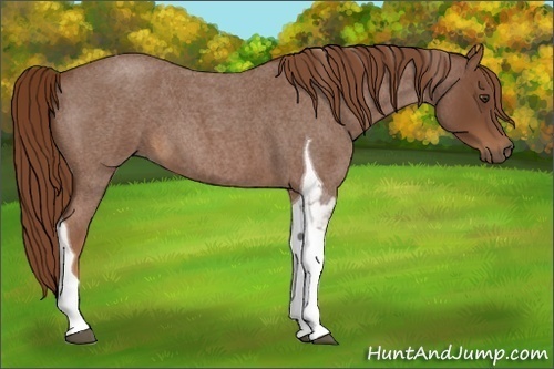 Horse Color:Red Roan Tobiano 