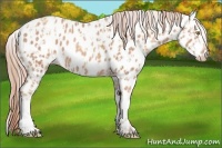 Horse Color:Gold Champagne Leopard  and Gold Champagne Leopard 