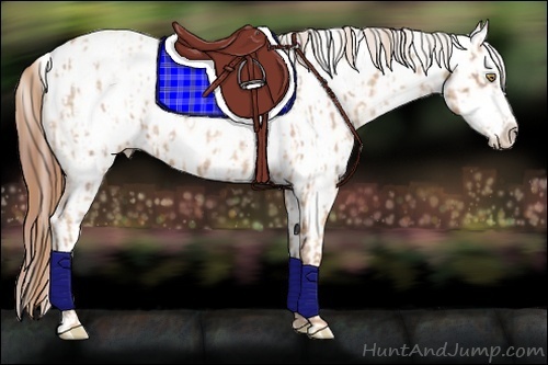 Horse Color:Gold Champagne Roan Appaloosa  and Sable Champagne Roan Appaloosa 