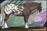 Horse Color:Liver Chestnut Sabino Splash Appaloosa and Liver Chestnut Sabino Splash Appaloosa Rabicano