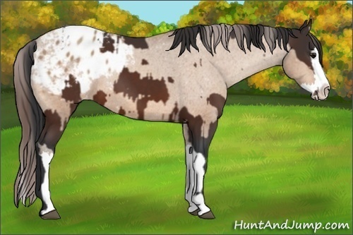 Horse Color:Bay Sabino Splash Varnish  and Amber Champagne Sabino Splash Varnish 
