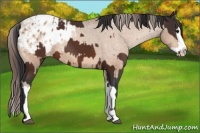 Horse Color:Bay Sabino Splash Varnish and Amber Champagne Sabino Splash Varnish