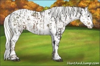 Horse Color:Liver Chestnut Mushroom Sabino Splash Tobiano Blanket  and White Spotted Liver Chestnut Chinchilla Sabino Splash Blanket Rabicano 