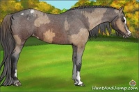 Horse Color:Buckskin Sabino Appaloosa  and Bay Sabino Appaloosa 