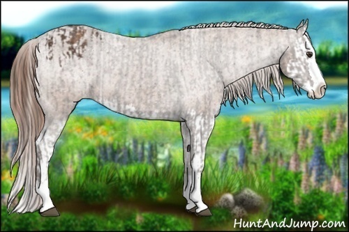 Horse Color:Liver Chestnut Sabino Splash Appaloosa  and Chestnut Sabino Splash Appaloosa 