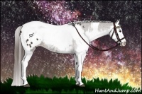 Horse Color:Liver Chestnut Sabino Splash Appaloosa and Liver Chestnut Sabino Splash Appaloosa