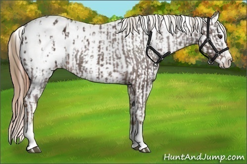 Horse Color:Liver Chestnut Sabino Splash Appaloosa and Liver Chestnut Sabino Splash Appaloosa