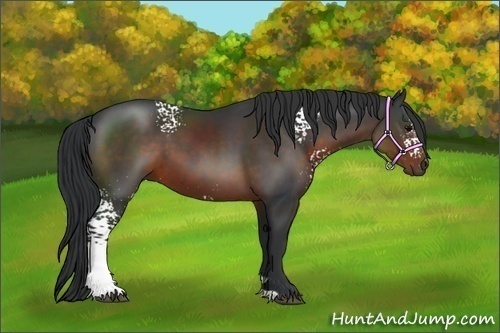 Horse Color:White Spotted Brown 