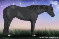 Horse Color:Black Frame 